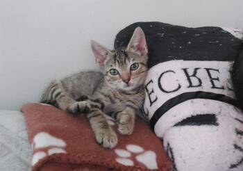 ARCHER -  Domestic Short Hair Cat for Adoption in Charlotte, North Carolina - ARCHER | PetCurious