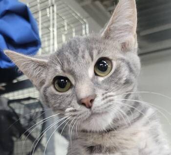 Kitten Gym Socks -  Domestic Short Hair Cat for Adoption in Cuyahoga Falls, Ohio - Kitten Gym Socks | PetCurious