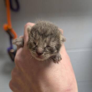 Augustine -  Domestic Short Hair Cat for Adoption in Dekalb, Illinois - Augustine | PetCurious