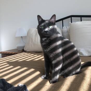 Mung Bean -  Domestic Medium Hair and Korat Cat for Adoption in Brea, California - Mung Bean | PetCurious