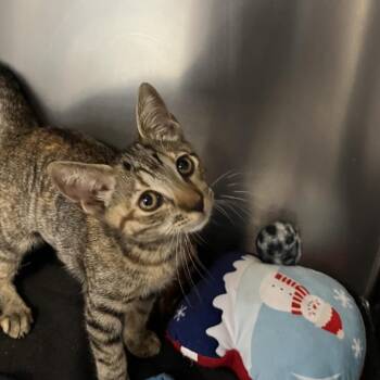 Patricia -  Domestic Short Hair Cat for Adoption in West Palm Beach, Florida - Patricia | PetCurious