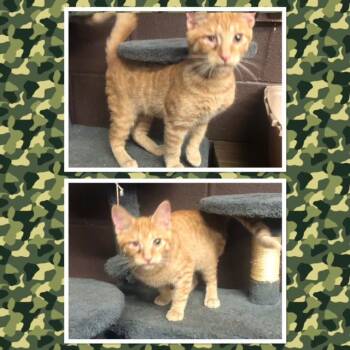 DALLAS -  Domestic Short Hair Cat for Adoption in Buckhannon, West Virginia - DALLAS | PetCurious