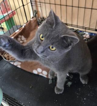 Blazer -  Domestic Short Hair Cat for Adoption in Mokena, Illinois - Blazer | PetCurious