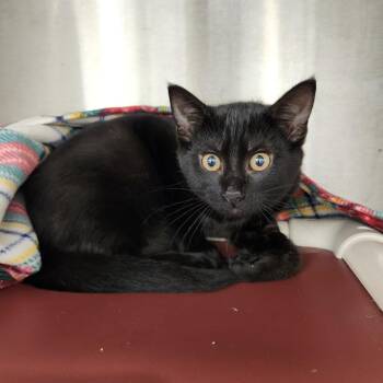 Shenzi -  Domestic Short Hair Cat for Adoption in Fort Wayne, Indiana - Shenzi | PetCurious