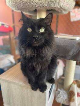 Spike -  Domestic Long Hair Cat for Adoption in Ogden, Utah - Spike | PetCurious
