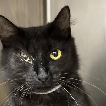 Celeste -  Domestic Short Hair Cat for Adoption in Birmingham, Alabama - Celeste | PetCurious
