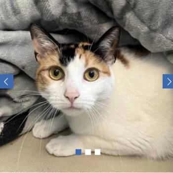 October -  Domestic Short Hair Cat for Adoption in Chapel Hill, North Carolina - October | PetCurious