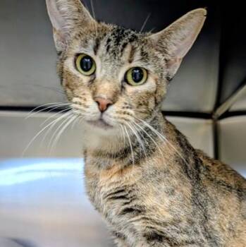 Shark -  Domestic Short Hair Cat for Adoption in Dubuque, Iowa - Shark | PetCurious