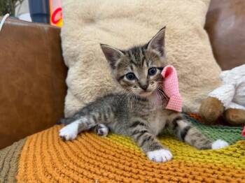 Tabby and Domestic Short Hair Cats Available for Adoption in Friendswood, Texas - Mickey Bunny | PetCurious
