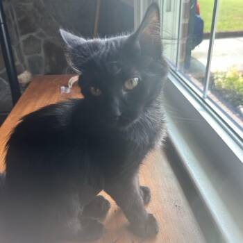 Tuck and Roll -  Domestic Medium Hair Cat for Adoption in Richmond, Virginia - Tuck And Roll | PetCurious