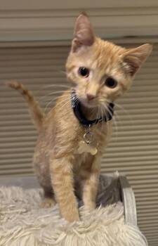 Ron -  Domestic Short Hair Cat for Adoption in Minneapolis, Minnesota - Ron | PetCurious