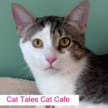 Domestic Short Hair Cats Available for Adoption in Chapel Hill, North Carolina - Poplar | PetCurious