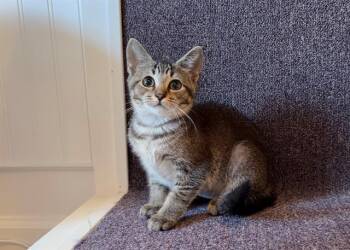 PIMENTO -  Domestic Short Hair Cat for Adoption in Charlotte, North Carolina - PIMENTO | PetCurious