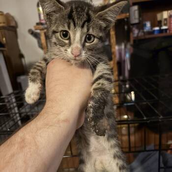 Corona -  Domestic Short Hair Cat for Adoption in Bloomington, Illinois - Corona | PetCurious