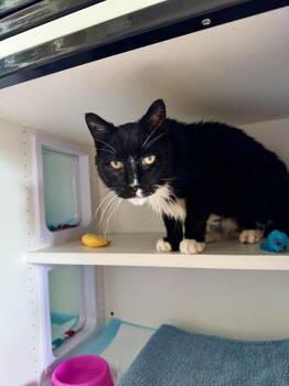 Forest -  Domestic Medium Hair Cat for Adoption in Ramsey, New Jersey - Forest | PetCurious