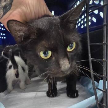Whisky -  Domestic Short Hair Cat for Adoption in Buffalo, New York - Whisky | PetCurious