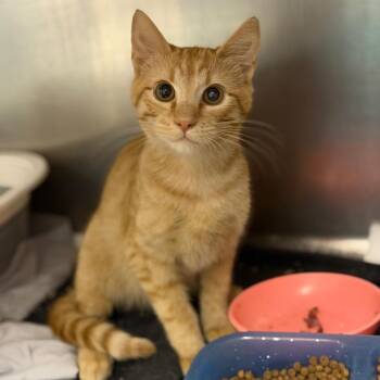 Cheese -  Domestic Short Hair Cat for Adoption in Fort Smith, Arkansas - Cheese | PetCurious