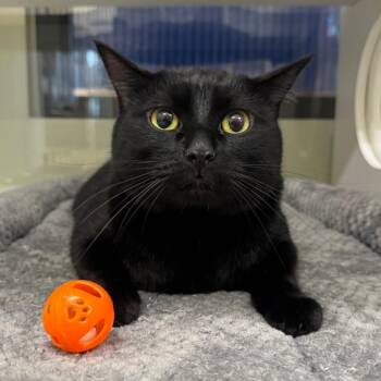 Genie -  Domestic Short Hair Cat for Adoption in League City, Texas - Genie | PetCurious
