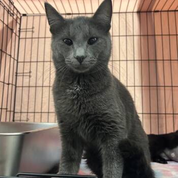 Foss -  Domestic Short Hair Cat for Adoption in Bismarck, North Dakota - Foss | PetCurious