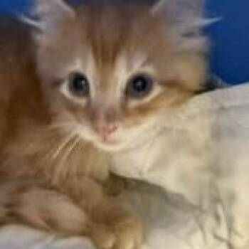 Paxley-C -  Domestic Medium Hair Cat for Adoption in East St. Louis, Illinois - Paxley-C | PetCurious