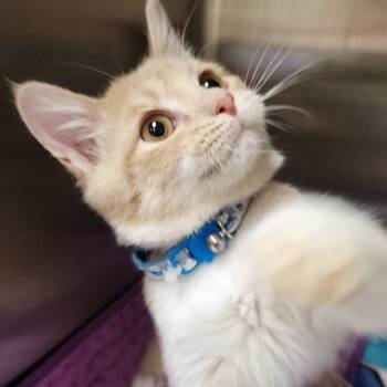 Rescue Domestic Short Hair Cats for Adoption in Toledo, Ohio - Rupert | PetCurious