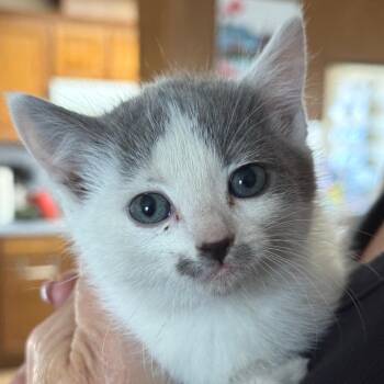 Latte -  Domestic Short Hair Cat for Adoption in Goleta, California - Latte | PetCurious