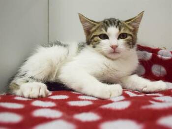 EDITH -  Domestic Short Hair Cat for Adoption in Sacramento, California - EDITH | PetCurious