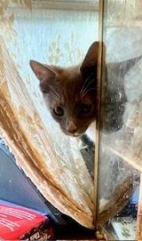 Havoc -  Domestic Short Hair Cat for Adoption in Ruskin, Florida - Havoc | PetCurious