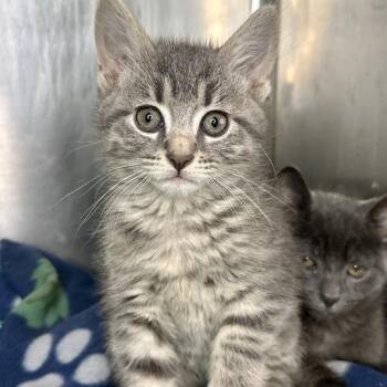 Silver -  Domestic Short Hair Cat for Adoption in Matteson, Illinois - Silver | PetCurious