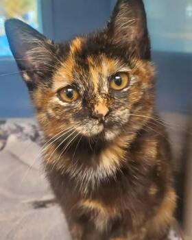 LUCKY CHARMS -  Domestic Short Hair Cat for Adoption in St. Louis, Missouri - LUCKY CHARMS | PetCurious