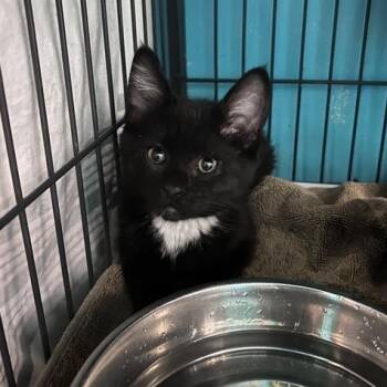 Freckles -  Domestic Short Hair Cat for Adoption in Davenport, Iowa - Freckles | PetCurious