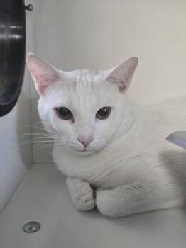 Domestic Short Hair Cats Available for Adoption in Savannah, Georgia - Kelly | PetCurious