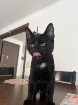 Blacky -  Domestic Short Hair Cat for Adoption in Brewster, New York - Blacky | PetCurious