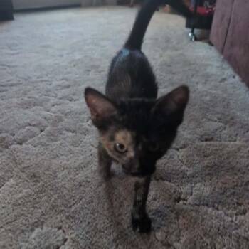 Tortoiseshell and Domestic Short Hair Cats Available for Adoption in Antioch, California - Raven | PetCurious