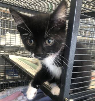 Domestic Short Hair Cats Available for Adoption - Bailey | PetCurious