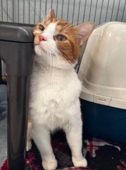 Domestic Short Hair Cats Available for Adoption in Hutchinson, Minnesota - Mr Belding | PetCurious