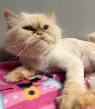 Rescue Persian Cats for Adoption in Lemoore, California - Mona | PetCurious