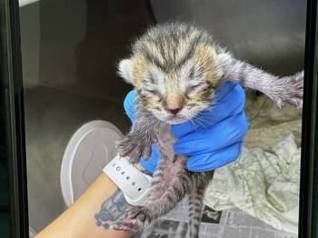 Rescue Domestic Short Hair Cats for Adoption in San Bernardino, California - A585592 | PetCurious