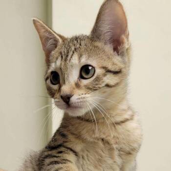 Tazer -  Domestic Short Hair Cat for Adoption in Mazon, Illinois - Tazer | PetCurious
