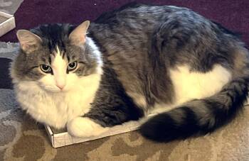 Rescue Tabby Cats for Adoption in Hamilton, Ontario - Enzo | PetCurious