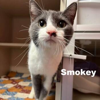 Smokey 260675 -  Domestic Short Hair Cat for Adoption in Gladstone, Michigan - Smokey 260675 | PetCurious