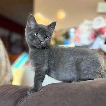 Kuromi (In Foster) -  Domestic Short Hair Cat for Adoption in Newark, New Jersey - Kuromi (In Foster) | PetCurious