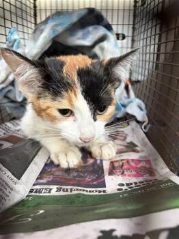 MARLINE -  Domestic Short Hair Cat for Adoption in San Antonio, Texas - MARLINE | PetCurious