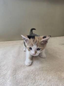 Maria -  Domestic Short Hair Cat for Adoption in Fishers, Indiana - Maria | PetCurious