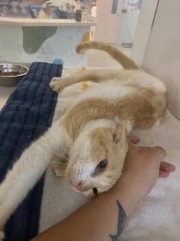 Ridge -  Domestic Short Hair Cat for Adoption in Columbus, Indiana - Ridge | PetCurious