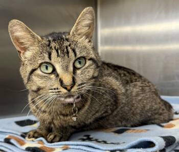 Domestic Short Hair Cats Available for Adoption in Edison, New Jersey - Mulan | PetCurious