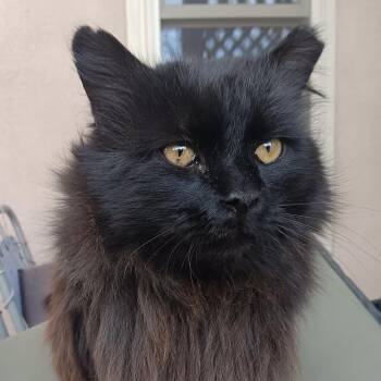 Domestic Long Hair Cats Available for Adoption - Streak [and Long Legs] | PetCurious
