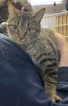 CLARA (CR/SC) -  Domestic Short Hair Cat for Adoption in Sainte-angèle-de-monnoir, Quebec - CLARA (CR/SC) | PetCurious