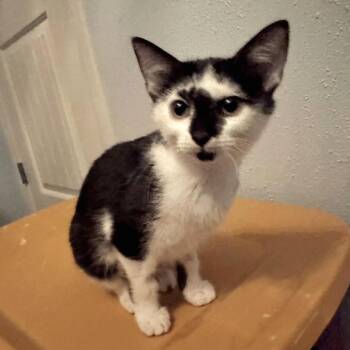 Marbles -  Domestic Short Hair Cat for Adoption in Brownsboro, Alabama - Marbles | PetCurious