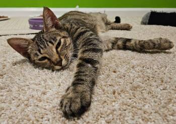 Speckles in foster care -  Domestic Short Hair Cat for Adoption in Ellicott City, Maryland - Speckles In Foster Care | PetCurious